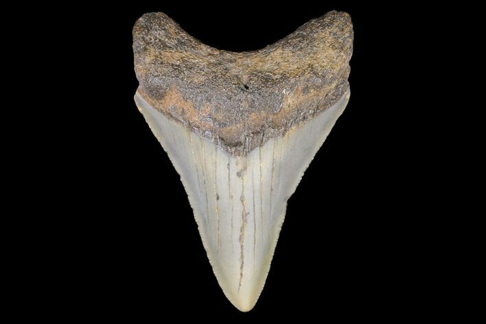Juvenile Megalodon Tooth - North Carolina #147729